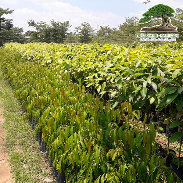 Cung cấp cây xanh
